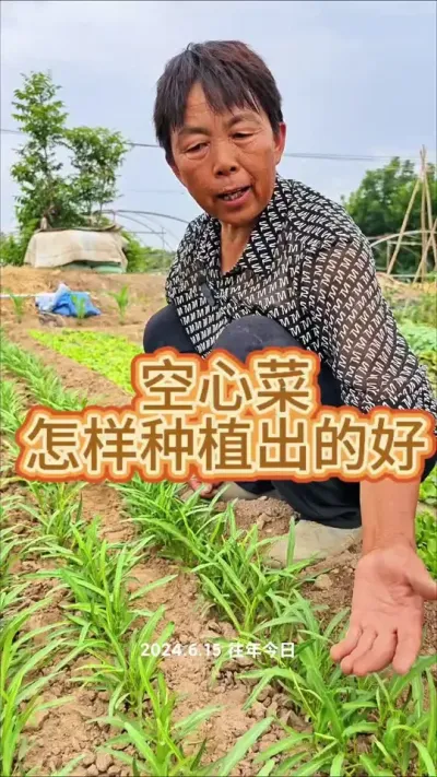 空心菜种植小技巧#空心菜 #三农 #种植小技巧 #蔬菜杨大姐 @DOU+上热门 @抖音创作小助手 @DOU+小助手