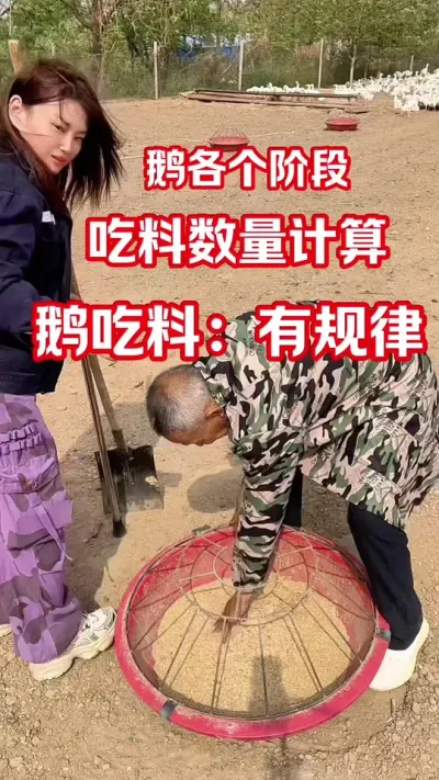 鹅每个阶段吃多少料最合理🧐#养鹅#养鹅技术分享 #养鹅人