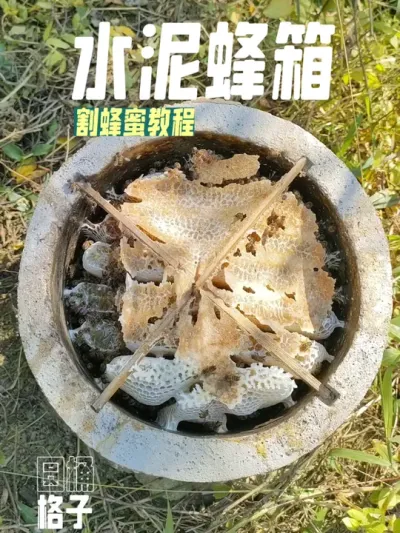 水泥蜂箱割蜂蜜教程 我的水泥格子蜂箱的割蜂蜜方法#蜜蜂养殖 #我的乡村生活 #新农人计划2025