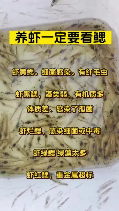 养虾一定要看鳃#小棚养虾 #养虾人 #南美白对虾 #水产养殖 #嘉骏新水产