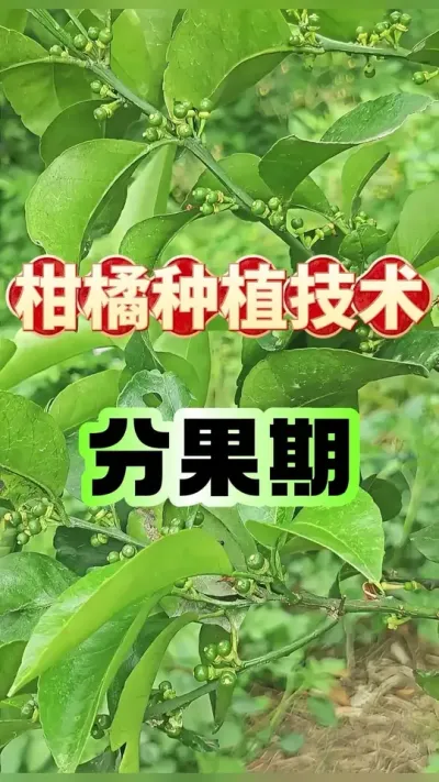 🌿柑橘分果期实战攻略。🍊柑橘分果期，果子挤得满满当当，要是管理跟不上，落果小果一大堆，产量直接拉垮。今天手把手教你，怎么让柑橘优生优育，把好收成稳稳拿下。 1️⃣幼果扎堆抢营养，越养越掉果，这时候得精