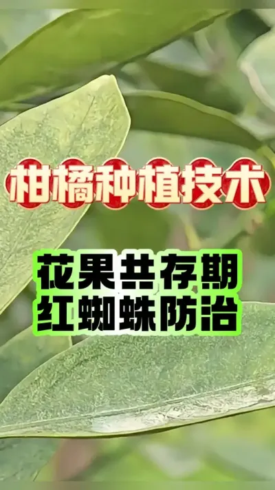 #dou上热门 柑橘花果共存期怎么防治红蜘蛛#柑橘种植 #红蜘蛛 #科学用药 #抖音助农