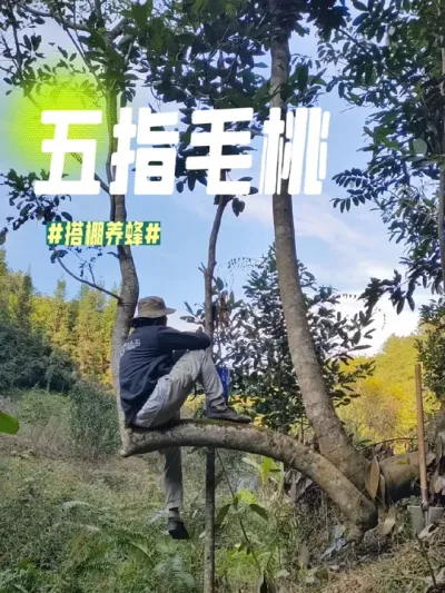 五指毛桃 到山里查看诱蜂箱，顺便挖了一棵五指毛桃。#我的乡村生活 #新农人计划2024 #五指毛桃