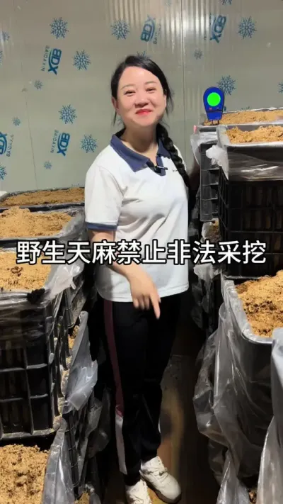 野生天麻禁止非法采挖 #天麻种植#抖音助农 #新农人创业 @DOU+小助手