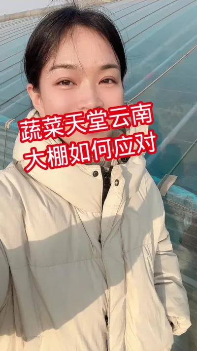 #云南蔬菜#西红柿种植 #大棚种植 赞同就点个关注吧@抖音小助手