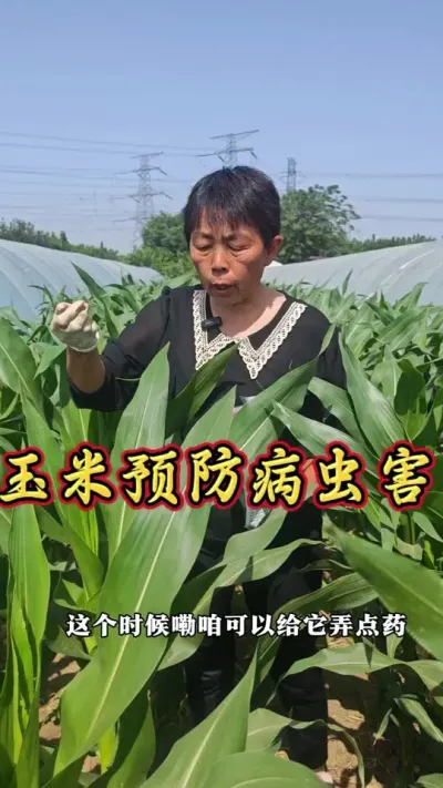 玉米预防病虫害#玉米 #玉米病虫害防治 #病虫害防治 #三农 #蔬菜杨大姐 @抖音创作小助手 @DOU+小助手 @DOU+上热门