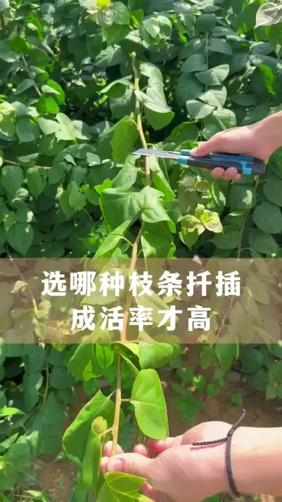 扦插枝条选得对，成活概率翻几倍#花卉绿植 #养花小知识 #爱生活爱养花 #分享养花经验