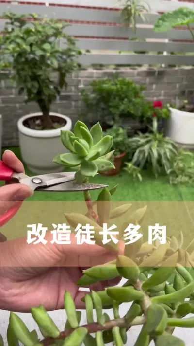 改造徒长多肉#多肉 #花卉绿植 #养花小知识 #爱生活爱养花