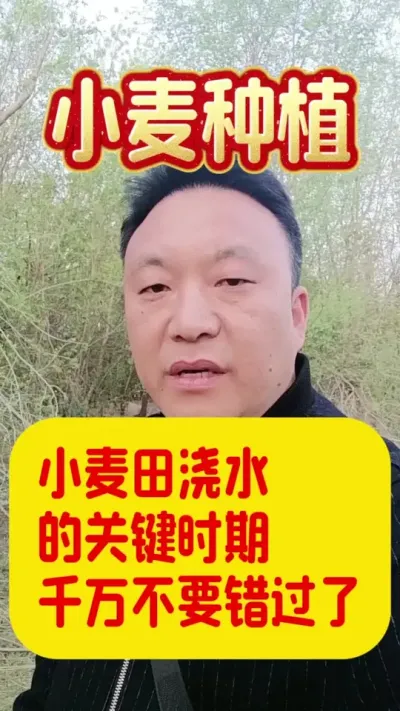 千万不要错过小麦浇水的黄金时期了。#小麦种植 #小麦浇水 #增产增收小配方