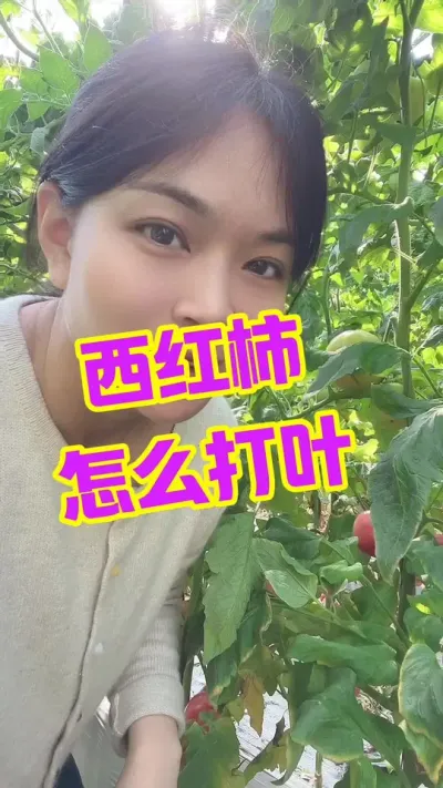 #西红柿种植#记录我的种植生活 #大棚西红柿 点个关注 互相学习吧 @抖音小助手 #打叶