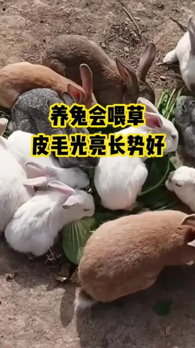 养兔会喂草，皮毛光亮长势好#抖音三农#养殖#养兔