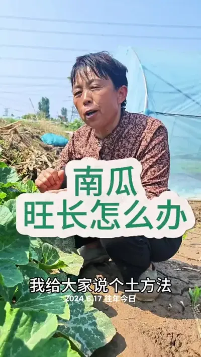 南瓜旺长怎么办呢#南瓜 #旺长 #南瓜管理 #三农 #蔬菜杨大姐 @DOU+上热门 @抖音创作小助手 @DOU+小助手