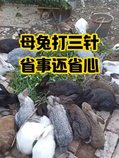 母兔打三针，省事还省心#抖音三农#养兔#养殖