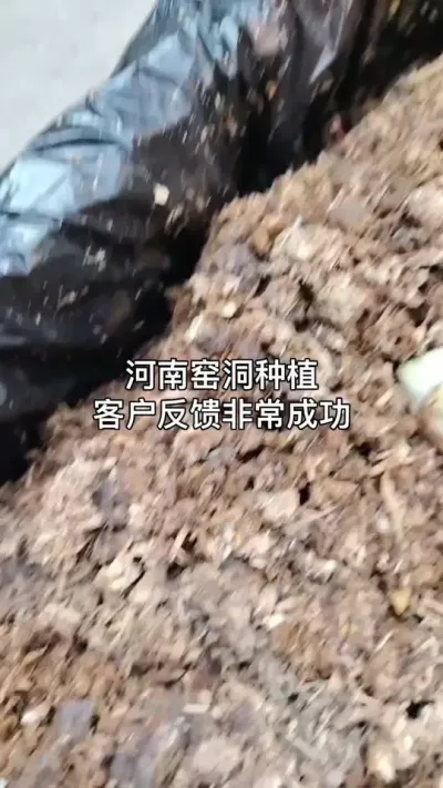 河南洛阳窑洞天麻种植反馈 #三农 #药材种植 #技术推广@DOU+小助手