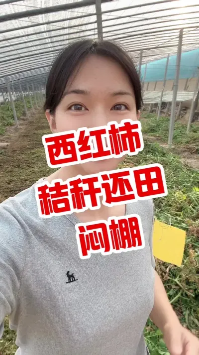 #秸秆还田#西红柿种植 #大棚种植#闷棚 点个关注 互相学习吧@@抖音小助手