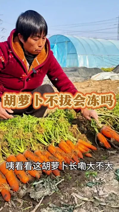 你的胡萝卜🥕拔了吗#农家胡萝卜 #胡萝卜 #拔萝卜 #三农 #三农流量扶持计划 @DOU+上热门 @抖音创作小助手 @DOU+小助手