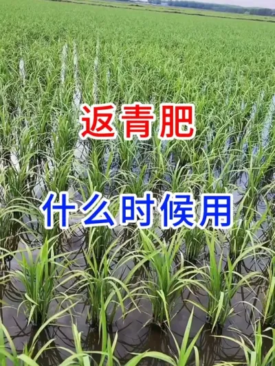 返青肥，什么时候用？ #幸福乡村春耕季  #分享农业知识帮助农民增产增收  #农民