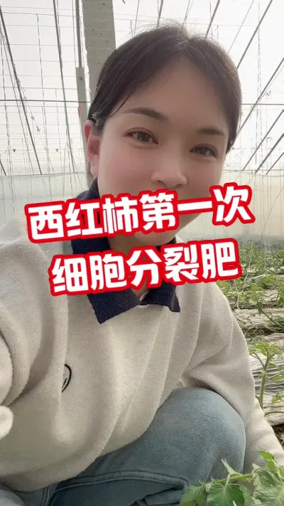 #西红柿种植#记录我的种植生活 #大棚种植 点个关注吧@抖音小助手  互相学习