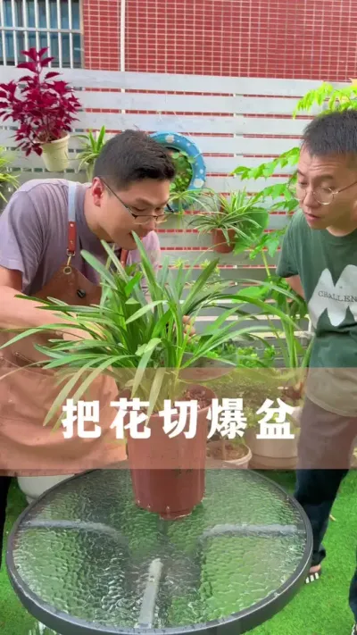 很多花养爆盆的方法是切一切#花卉绿植 #养花小知识 #爱生活爱养花 #分享养花经验