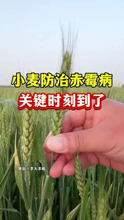 小麦防治赤霉病的关键时刻到了！ #小麦种植 #种植小技巧 #小麦赤霉病 #小麦一喷三防