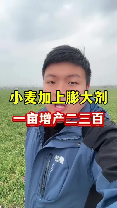 小麦加上膨大剂，一亩增产二三百！ #小麦种植 #种植小技巧 #传播农业小知识 #小麦膨大剂