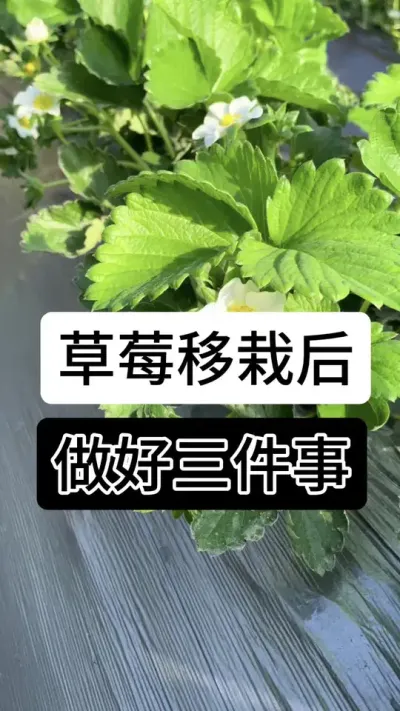 草莓移栽后做好三件事