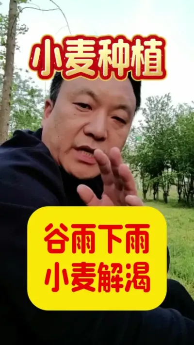 谷雨 #小麦浇水 #小麦抗旱 #小麦种植