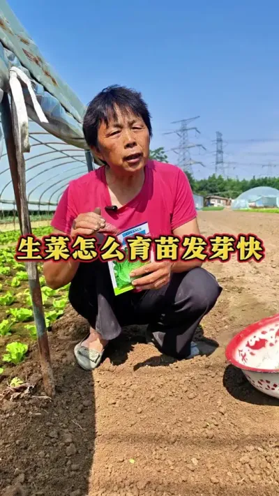 生菜天气热温度高的时候怎样育苗发芽快呢#生菜 #三农 #种植小技巧 #蔬菜杨大姐 #蔬菜种植 @DOU+上热门 @抖音创作小助手 @DOU+小助手