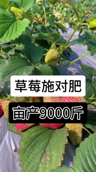 草莓施对肥亩产9000斤#草莓种植管理技术和方法 #分享农业知识帮农民增产增收 #服务三农支持三农 #草莓种植 #草莓种植方法
