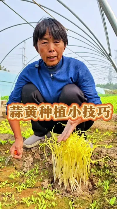 蒜黄种植小技巧，喜欢吃蒜黄的赶紧种起来吧！不耽误过年吃蒜黄！#蒜黄种植方法 #蒜黄 #三农 #蔬菜种植 #蒜黄种植 @DOU+上热门 @抖音创作小助手 @DOU+小助手