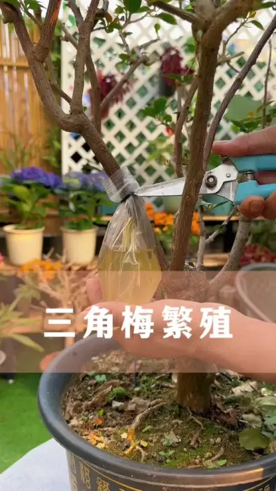 三角梅繁殖方法，长根快易成活#三角梅 #花卉绿植 #养花小知识
