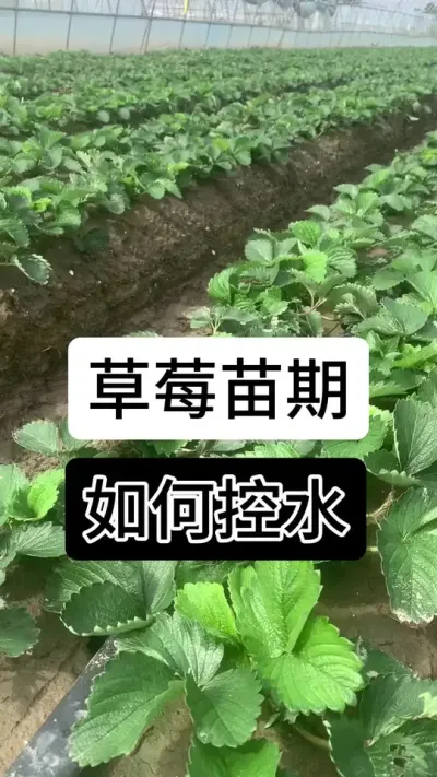 草莓苗期如何控水#服务三农支持三农 #草莓 #草莓