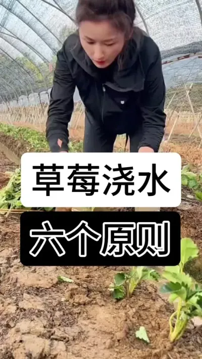 草莓浇水六个原则#草莓种植管理技术和方法 #草莓种植 #分享农业知识帮农民增产增收 #草莓种植方法 #草莓种植基地