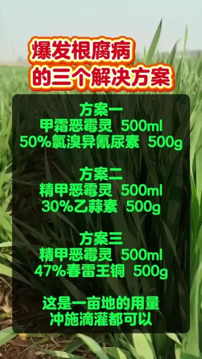 根腐病的三个解决方案。#根腐病