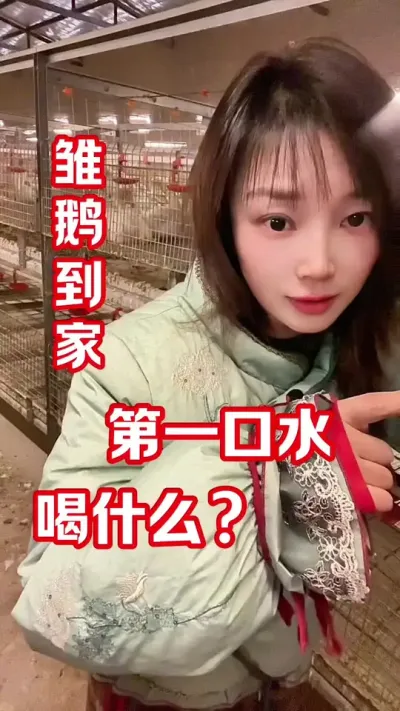 小鹅到家，第一口水喝啥？#农村创业养殖 #养鹅人#养鹅技术分享