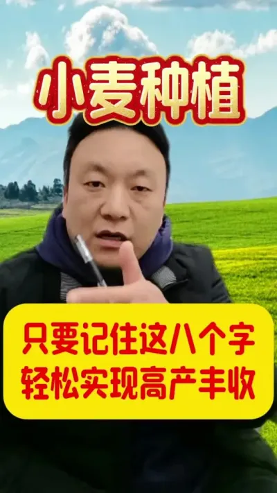 记住这八个字，轻松管好小麦。#小麦种植 #小麦种植管理技术 #分享农业知识帮农民增产增收
