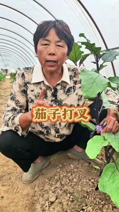 茄子整枝打岔#三农 #种植小技巧 #茄子 #茄子种植 #蔬菜杨大姐 @DOU+小助手 @抖音创作小助手 @@DOU+上热门