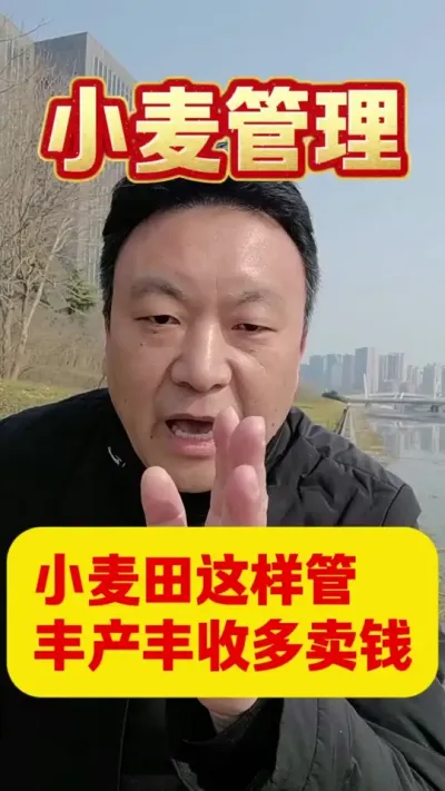 小麦田这样管理，增产增收多卖钱。#小麦种植 #小麦管理 #分享农业知识帮农民增产增收