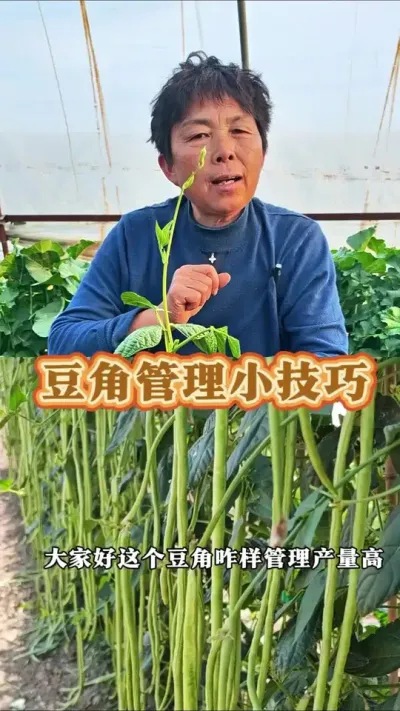 豆角管理小技巧，怎样管理结的多呢？赶紧收藏起来吧！#三农 #豆角种植 #豆角高产技术 #豆角管理 #蔬菜杨大姐 @DOU+小助手 @DOU+上热门 @抖音创作小助手