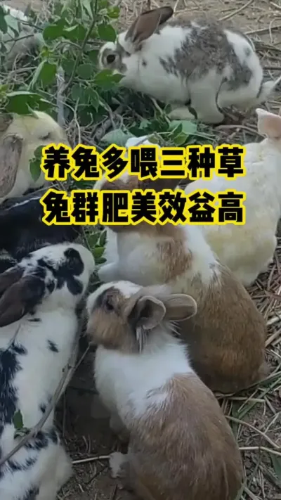 养兔多喂三种草，兔群肥美效益高#抖音三农#养殖#养兔