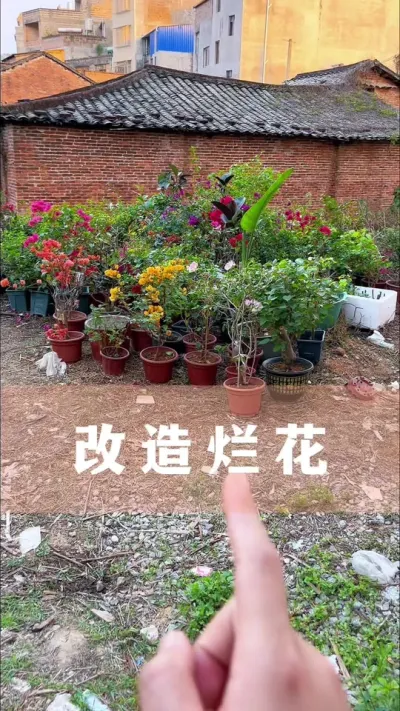 教你把养不好的花变漂亮#花卉绿植 #养花小知识 #爱生活爱养花