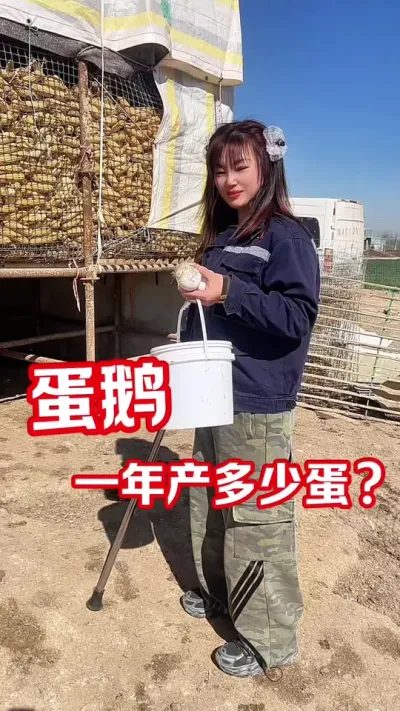 蛋鹅一年产多少蛋才达标#养鹅人 #农村创业养殖 #每天分享养殖技术和经验
