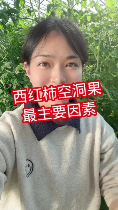 #西红柿种植#大棚种植 #我的种植生活  点个关注 互相学习吧@抖音小助手