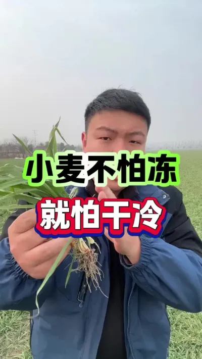 小麦不怕冻，就怕干冷！ #小麦种植 #种植小技巧 #传播农业小知识 #分享农业知识帮农民增产增收