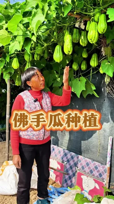 佛手瓜你喜欢吃吗#三农 #佛手瓜 #佛手瓜种植 #三农流量扶持计划 #蔬菜杨大姐 @DOU+小助手 @DOU+上热门 @抖音创作小助手