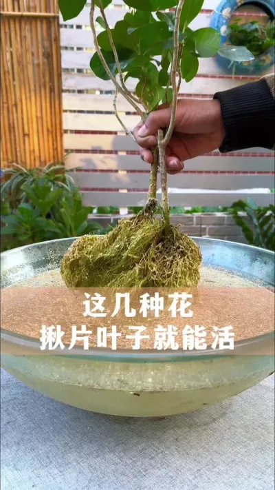 几招#扦插 小妙招，学会了也能养好多花#养花小知识 #分享养花经验 #花卉绿植 #爱生活爱养花