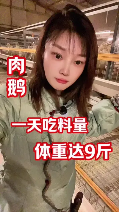 鹅一天吃多少料，才能长势最好#农村创业养殖 #养鹅人 #养鹅技术分享
