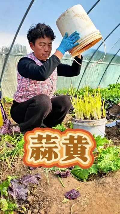 蒜黄过年能吃啦！#三农 #蒜黄 #蒜黄种植 #蒜黄种植方法 #关注我一起学种菜 @DOU+小助手 @