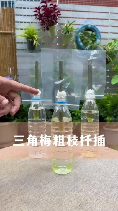 三角梅粗枝扦插繁殖新方法#三角梅 #花卉绿植 #养花小知识 #分享养花经验