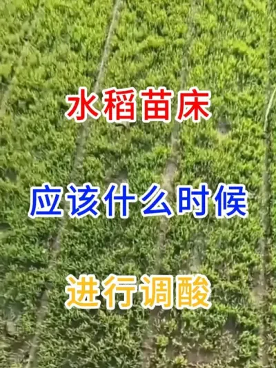 水稻苗床应该什么时候进行调酸 #传播农业种植小知识  #农业种植小知识  #每天分享农业种植小知识   #传播农业知识传播正能量